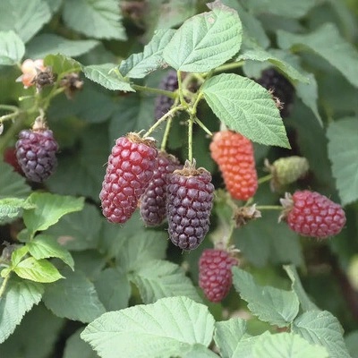 Malinočernica BIO Hof:Obst Rubus fruticosus 'Tummelberry' výška 30-40 cm kvetináč 15 cm