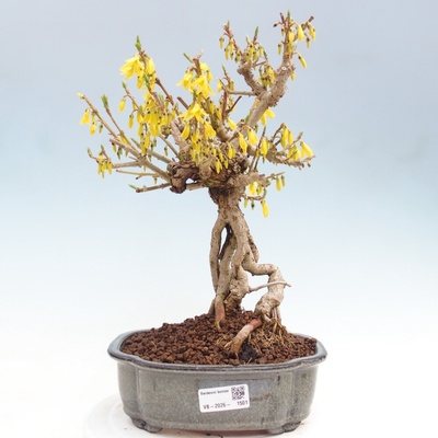 e-bonsai Venkovní bonsai - Zlatice - Forsythia koreana