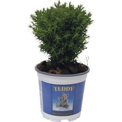 Tuja západná FloraSelf Thuja occidentalis 'Teddy' 5-10 cm kvetináč Ø 10 cm
