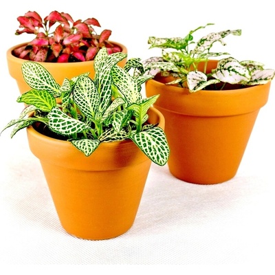 Gardners Set 3 ks rostlin Fittonia mix, průměr 9 cm Fitónie