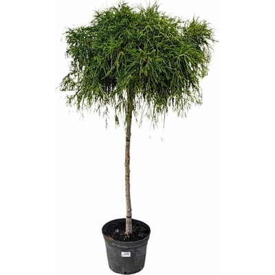 Cypruštek hrachonosný Filifera Aurea Nana na kmienku, výška 100-120 cm, kvetináč 10 l
