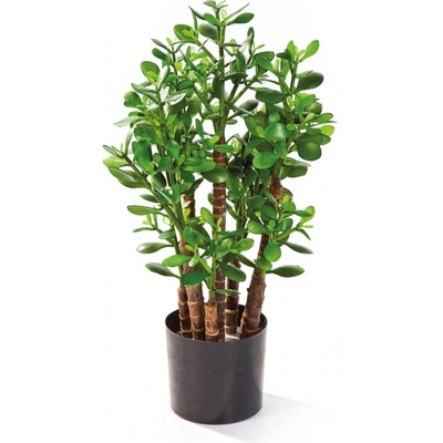 CRASSULA OVATA - Tlustice vejčitá Výška: 60 cm