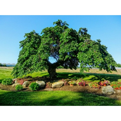 Brest horský PENDULA na cca 120cm kmeni, výška 130-140cm, obvod kmeňa 10-12 cm, kont. 30 l
