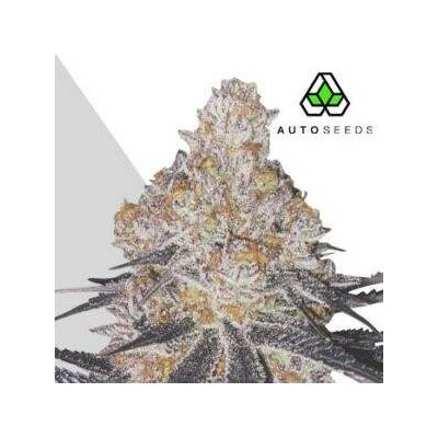 Auto SeedsPermanent Marker Auto semena neobsahují THC 3 ks