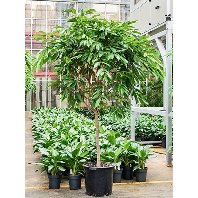 Fikus - Ficus binnendijkii "Amstel King" Stem 44x220 cm