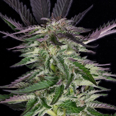 Big Head Seeds Grandaddy Purple semienka neobsahujú THC 10 ks
