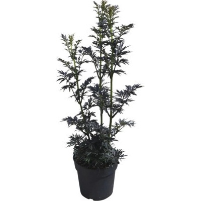 Baza čierna stĺpovitá FloraSelf Sambucus nigra 'Laced Up' kvetináč 6 l