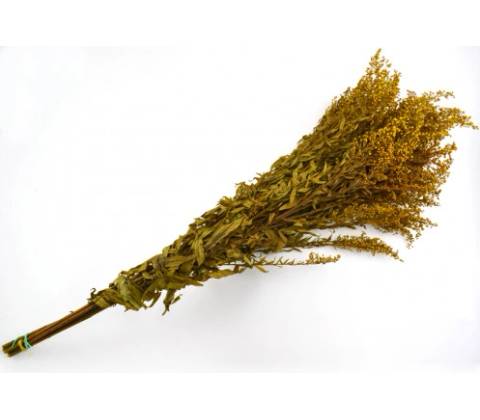 Solidago Yellow - žltá