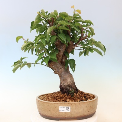 e-bonsai Venkovní bonsai -Japonská meruňka - Prunus Mume
