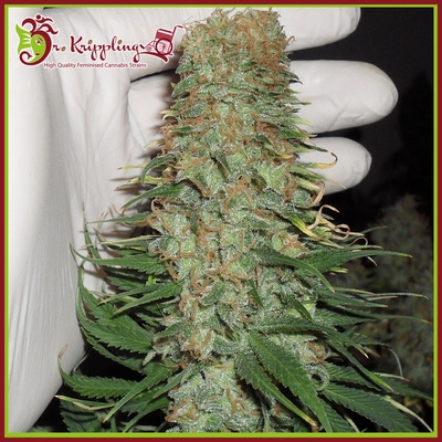 Dr. Krippling Seeds Mango Chutney semienka neobsahujú THC 1 ks