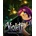 Violett Remastered