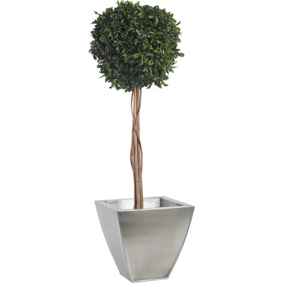 Verdissimo Pittosporum - simple spehere