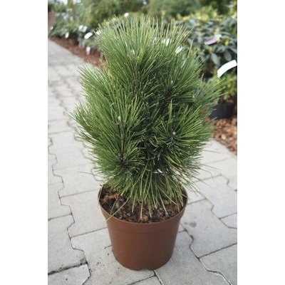 Borovica čierna FloraSelf Pinus nigra 'Kleiner Turm' výška 30-40 cm kvetináč 4 l