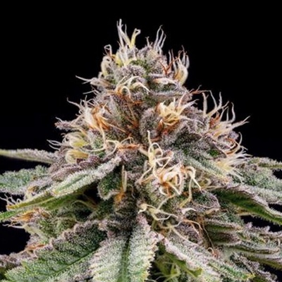 R-Kiem Seeds Banana Dessert semienka neobsahujú THC 10 ks