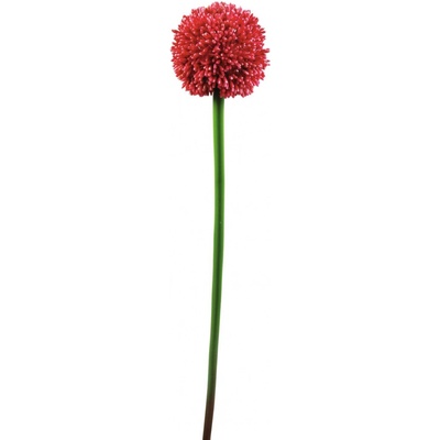 Allium, červená, 55cm