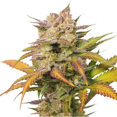 Super Sativa Seed Club Auto Sweet Bourbon Kush semienka neobsahujú THC 8 ks