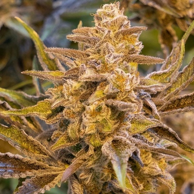 High Speed Buds High Voltage AUTO semena neobsahují THC 5 ks