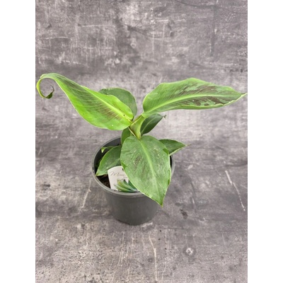 Musa Dwarf Cavendish 17 cm