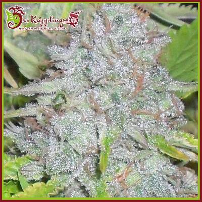 Dr. Krippling Seeds Delhi Friend semena neobsahují THC 1 ks