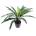 ASPLENIUM, 60cm