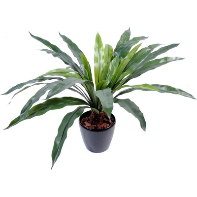 ASPLENIUM, 60cm