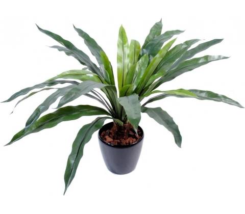 ASPLENIUM, 60cm