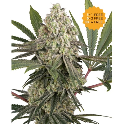 Sensi Seeds Triple Mints XXL semena neobsahují THC 10 ks