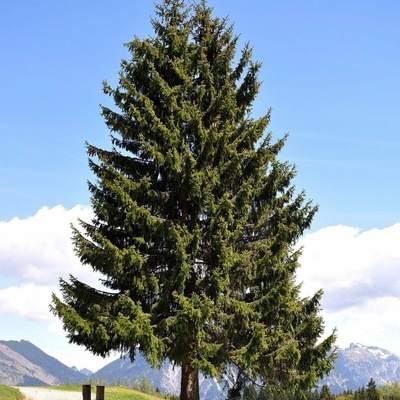 Jedle Pindrow - Abies pindrow - semena jedle - 15 ks – Hledejceny.cz
