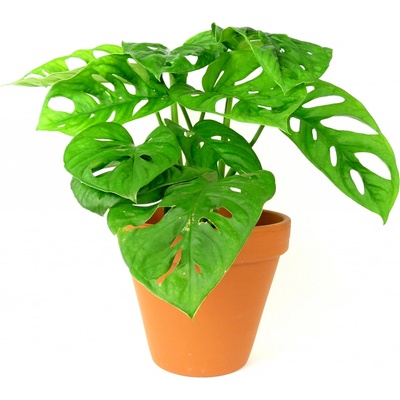 Gardners Monstera adansonii Monkey Mask, průměr 12 cm Monstera, Adansonova monstera, Švýcarský sýr