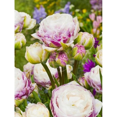 Tulipán 'Double surprise' 5 ks