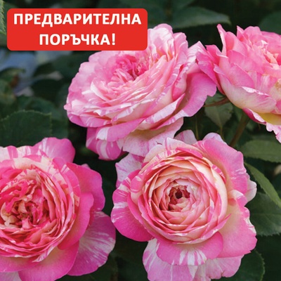 Delbard® Роза Marc Chagall®