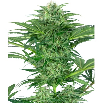 Sensi Seeds Research Skunk Dream CBD semena neobsahuji THC 3 ks