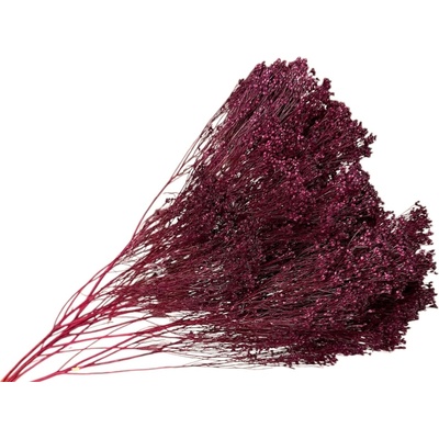 Sušené kvety Broom Bloom kytica 100g - tmavé bordové