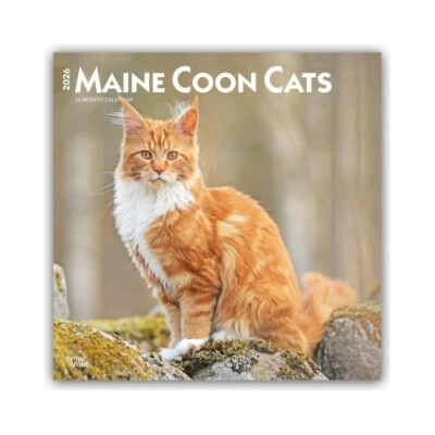 Maine Coon Cats Maine Coon Katzen 16-Monats 2026