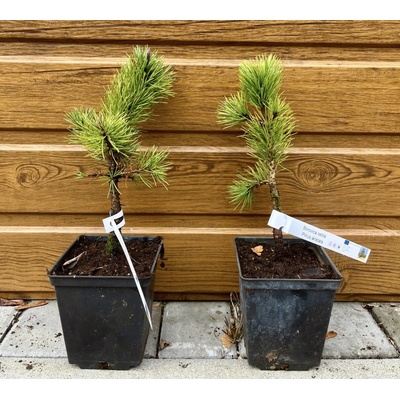 Borovica ostitá (Pinus aristata) veľkosť 20-30cm