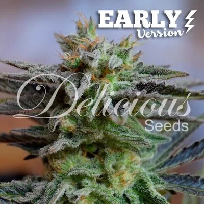 Delicious Seeds Sugar Black Rose Early Version(Fast Version) semena neobsahují THC 5 ks