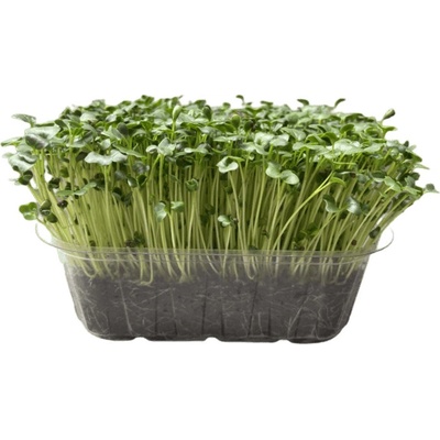 Microgreens Černá toskánská kapusta na microgreens, 50 g
