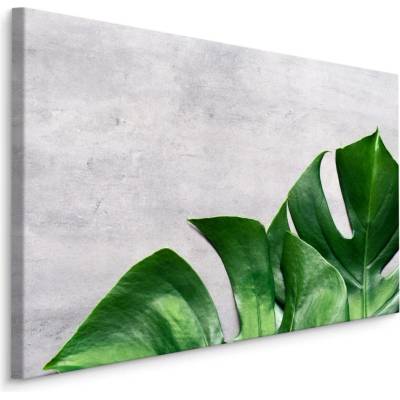 MyBestHome BOX Plátno Monstera Listy Na Betonovém Pozadí Varianta: 90x60