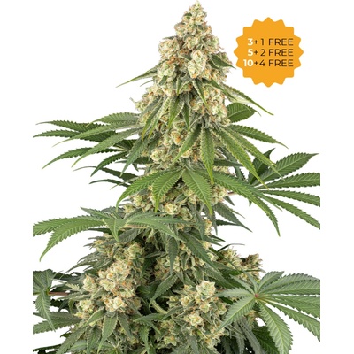 Sensi Seeds Sticky Orange XXL semienka neobsahujú THC 10 ks