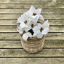 Vianočné ruže TRS BIELA 52 cm