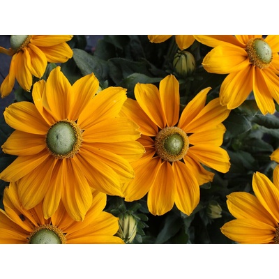 Rudbekia Sunbeckia Ophelia
