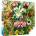 Good Loot Puzzle 1000 Ernst Haeckel Orchid/Orchid