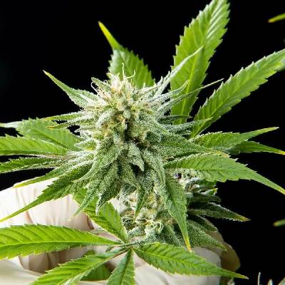 Philosopher Seeds Pure CBD Punch semena neobsahují THC 3 ks