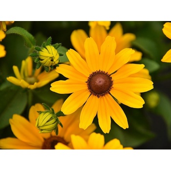 Rudbekia SmileyZ Cheerful - Rudbeckia, kont. 1 l