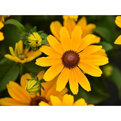Rudbekia SmileyZ Cheerful - Rudbeckia, kont. 1 l