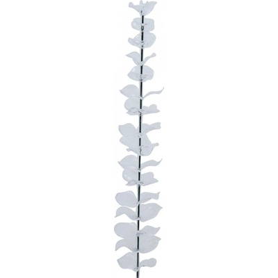 Eukalyptus čirý - křišťálový, 81 cm, 12 ks