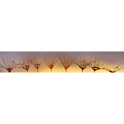 Dimex KI350-121 Fototapeta za linku Raindrop rozměry 350 x 60 cm
