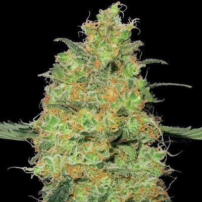 White Label Master Kush semena neobsahují THC 5 ks