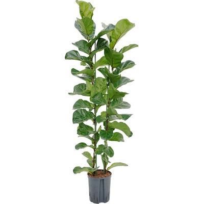 Ficus lyrata bambino 18/19 cm v.135 cm
