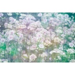 DIMEX ART Флизелинов фототапет поляна с цветя 375 x 250 см
